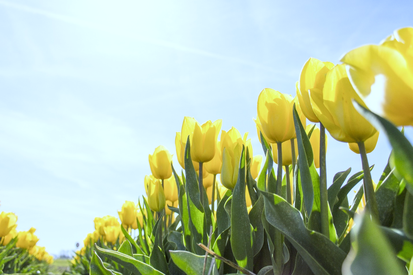 4-types-of-yellow-flowers-for-girls-who-love-yellow-4